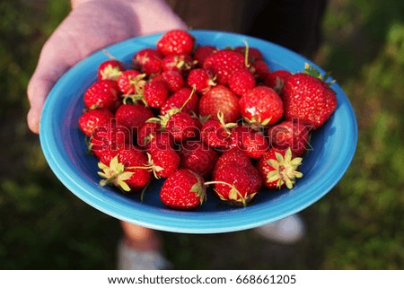 Juicy berries of a strawberry in a  blue plate in the man's hand. Strawberry harvest