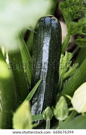 Organically grown zucchini plant on plant with flower buds surrounded it. Extreme shallow depth of field with selective focus on vegetable.