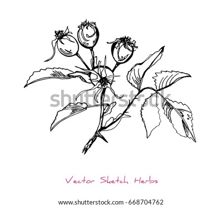 Black and white vector sketch of a herb (dogrose (Rosa) berries, twigs and leaves), initially hand drawn in Chinese ink, element for decorative floral design, isolated on white