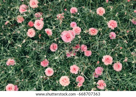 Colorful Portulaca flower field, vintage style processed image.