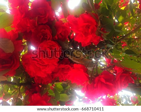 Bright red roses bush in sun rays 