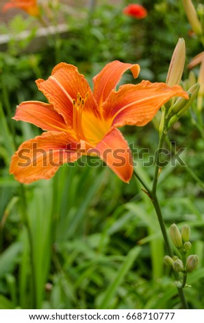 Orange lily in the nature