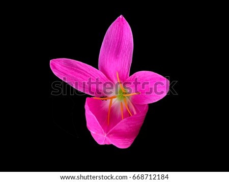 Zephyranthes minuta flower. Pink flower isolated on black background.