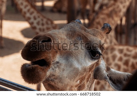 Bangkok Safari World, Zoo Giraffe Thailand