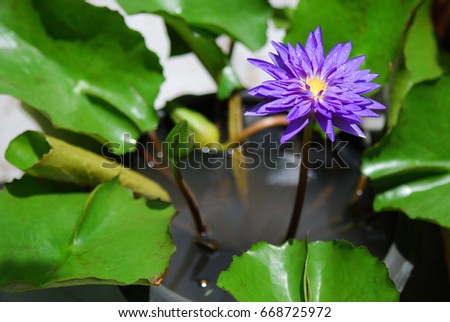 Lotus : King of Siam (Thai Original name : Chalong Kwan) nymphaea spp. 
Origin: Thailand
The blossoms been hybrid between Colorata and Larpprasert in 1998.
Petals superimposed and Light fragrance
