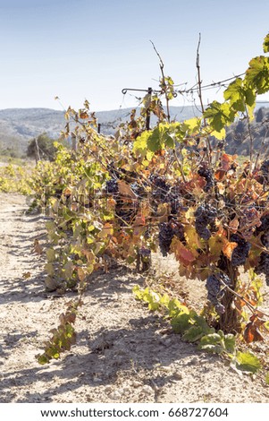 Vineyards in the mountainous, rural area in autumn (Island Crete, Greece) 