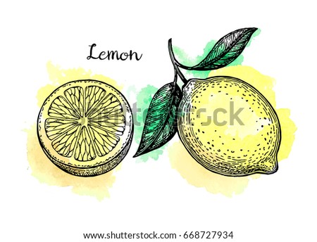 Lemon set. Watercolor background. Hand drawn vector illustration. Retro style.
