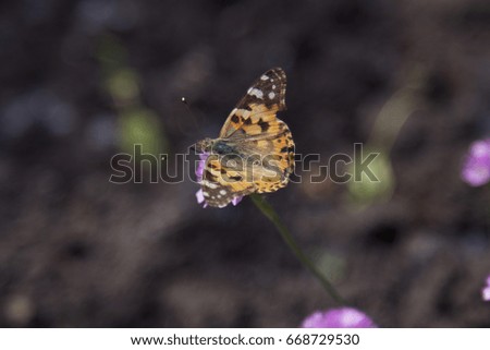 Butterfly on flower.