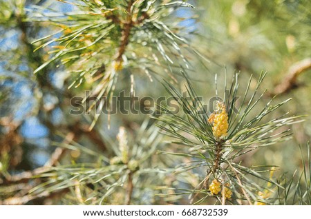 Picture of pine branchlets early spring