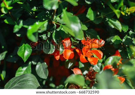 Red flowers of the Chaenomeles on bush