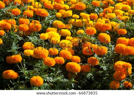 marigold flower in yellow and orange color