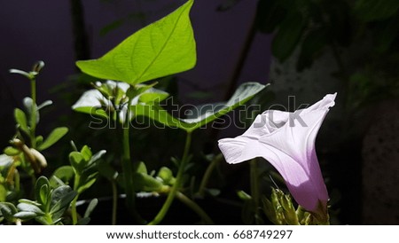 Sweet potato violet-white flowers are blooming.Get a morning sunlight.