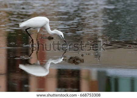 Egret bird behavior