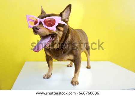 Fat Chihuahua dog wearing a pink glassed on yellow wall backgroud