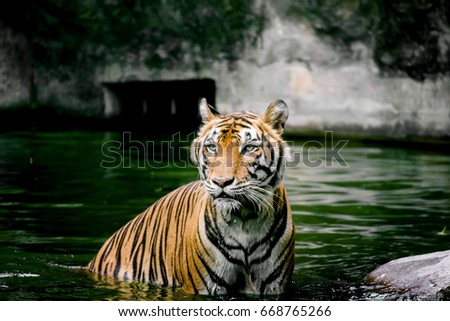 Bengal tiger sitting in the pond, Bengal tiger swimming in the pond