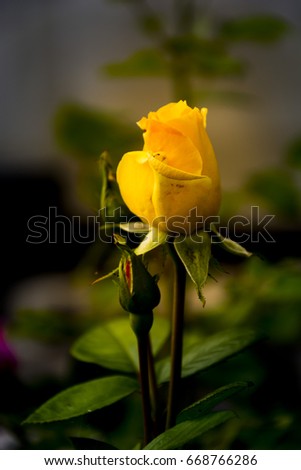 Yellow rose alight from sunlight. The flower on the garden. Expressive yellow color on the rose exudes the hope. Small leave, petals and rosebud provide the tenderness and spotlessness to the view.