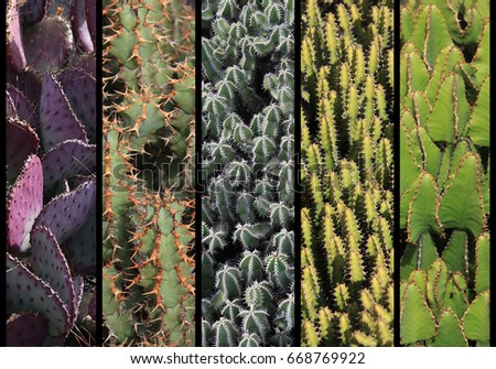 Picturesque photo collage of pictures of cactus on Lanzarote island, Canary Islands, Spain
