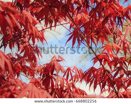 macro photo with a bright background texture decorative red leaves of maple tree on blue sky as the source for design, advertising, print, poster, decoration, interior, photo shop