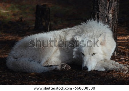 Elegant White Wolf In A Remote Location Royalty-Free Stock Photo #668808388