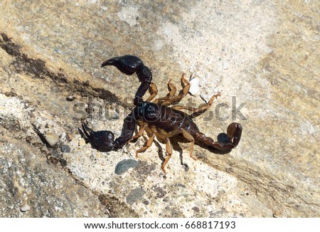 Alive scorpion on rocky background