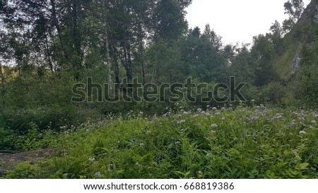 The photo shows a forest in Siberia in the Irkutsk region of Russia. Photo taken in the month of June.
