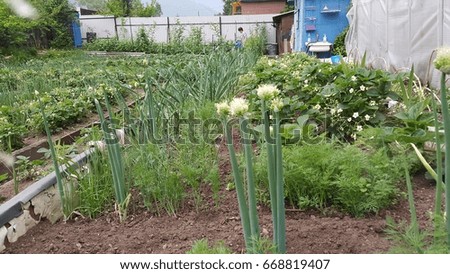 Photo country suburban area with growing vegetables in the garden in the month of June in the Siberian region of Russia.