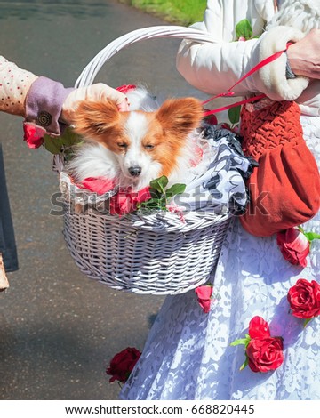 Cute chihuahua is worn in a beautifully decorated basket
