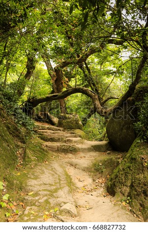 Path in old forest surrounded by trees