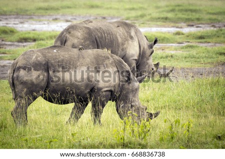 Grazing rhinoceroses in grass in Lake Nakuru National Park