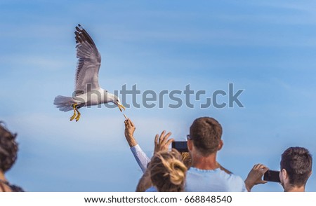 Seagull to eat from the hand of a person
