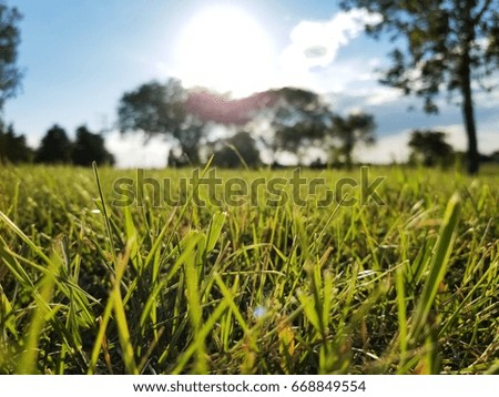 Focus on the grass