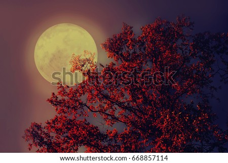 Background of bright full moon behind some autumn tree branches.