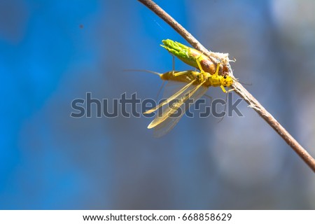 The yellow sally stonefly  molts into a winged form