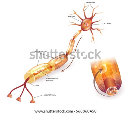 Nerve cell anatomy and Myelin sheath that surrounds the axon close-up detailed anatomy illustration