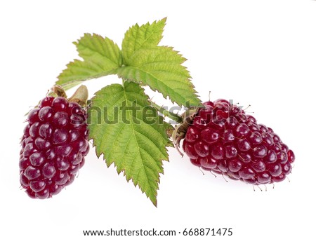 loganberry fruit or red blackberry.  A hexaploid hybrid produced from pollination of a plant of the octaploid blackberry cultivar Aughinbaugh by a diploid red raspberry. Isolated on white background