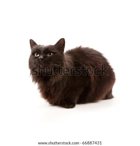 Black cat isolated on a white background