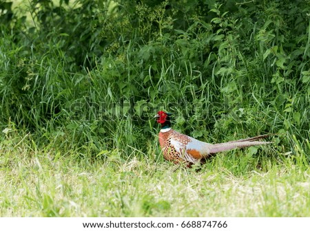 Ringed Necked Pheasant in a wild flower field in the English countryside.
