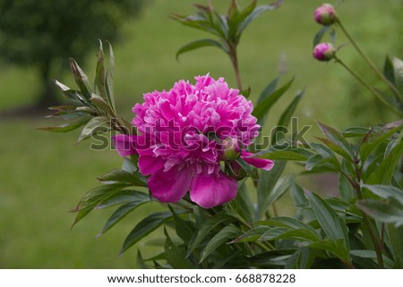 pink paeonia in summer garden