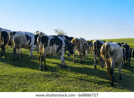 A large herd of cows going to the field for grazing