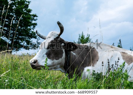 Cow on a meadow in the grass close-up portrait. Summer picture of a grazing cow