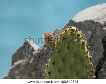 Cactus abd the rock