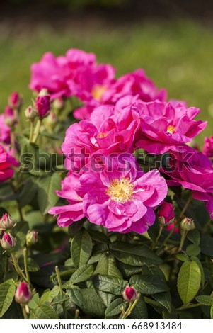 Rosa Gallica "Officinalis" (Old Red Damask Rose). Pure Old Rose fragrance.