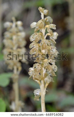 Bird's Nest Orchid - Neottia nidus-avis Saprophytic Orchid 
 Royalty-Free Stock Photo #668916082