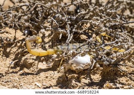 Scorpion deathstalker from the Negev desert took refuge (Leiurus quinquestriatus)