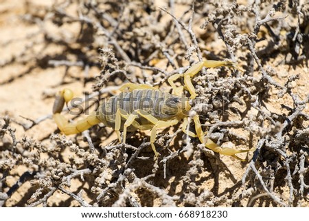 Scorpion deathstalker from the Negev desert took refuge (Leiurus quinquestriatus)