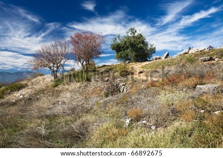 Three trees on hill in antique city Aphrodisias, Geyre, Turkey