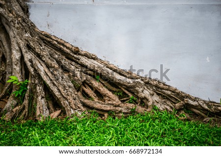 Root of tree on grass with old white wall background in the park.Root can destroy wall if it near.