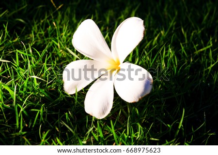 picture of patio Picture of flowers: Flower image of Plumeria on green field in the dark night
