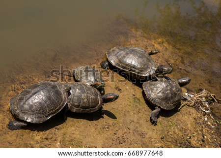 Lonely turtles found by the lake