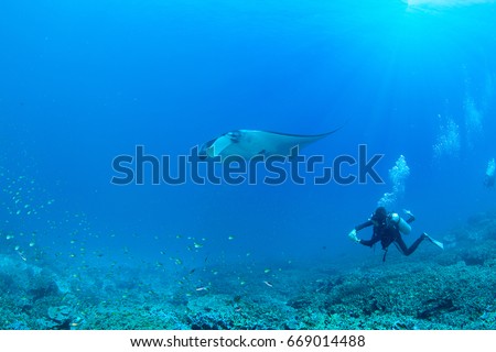 Wonderful and beautiful underwater world with SCUBA diver playing with Manta ray